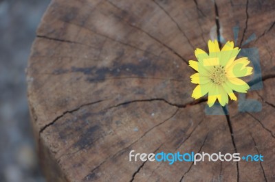 Closeup Singapore Daisy Flower With Wood Background Stock Photo