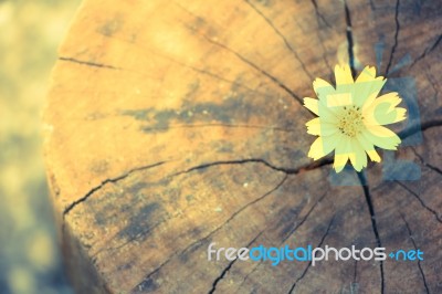 Closeup Singapore Daisy Flower With Wood Background Stock Photo