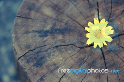 Closeup Singapore Daisy Flower With Wood Background Stock Photo