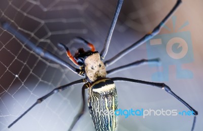 Closeup - Spider On Spiderweb Against Nature Bokeh Background. O… Stock Photo