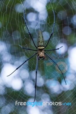 Closeup - Spider On Spiderweb Against Nature Bokeh Background. O… Stock Photo