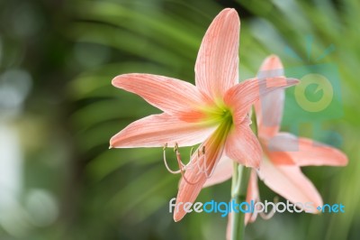 Closeup Star Lily Stock Photo