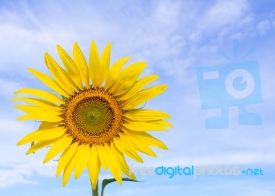 Closeup Sunflower And Blue Sky Stock Photo