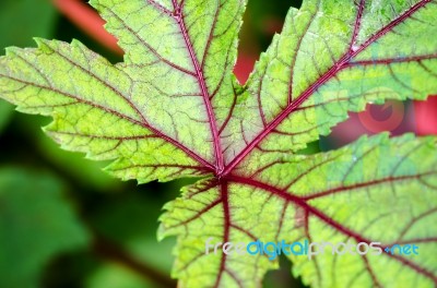 Closeup Texture On Leaf Stock Photo