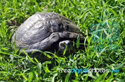 Closeup View Of A Ground Turtle Stock Photo