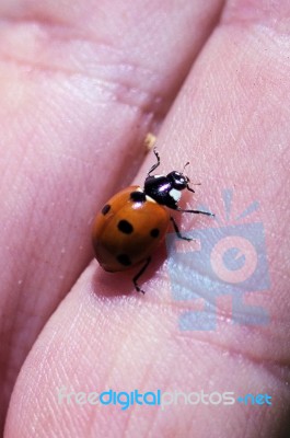 Closeup View Of Ladybug On  A Finger Stock Photo