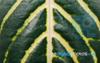 Closeup View Of Leaf Surface With High Resolution Details Stock Photo