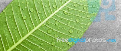 Closeup Water Drop On Green Leaf With Grey Background Stock Photo