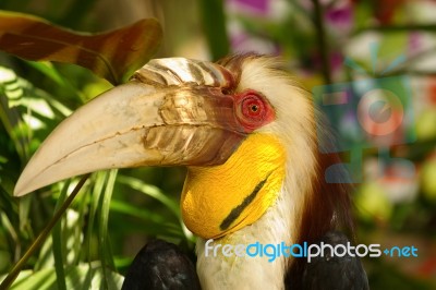 Closeup  Wreathed Hornbill Stock Photo