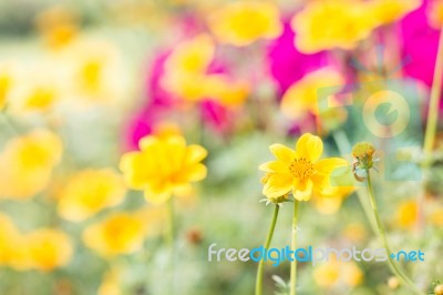 Closeup Yellow Daisy On Soft  Background Stock Photo