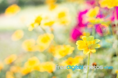 Closeup Yellow Daisy On Soft  Background Stock Photo