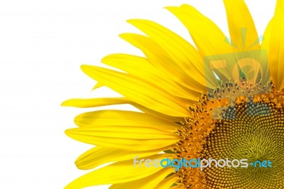 Closeup Yellow Sunflower Isolated On Write Background Stock Photo