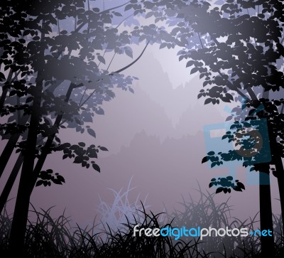 Cloud Forest Scene Stock Image