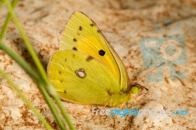 Clouded Yellow (colias Croceus) Butterfly Insect Stock Photo