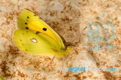 Clouded Yellow (colias Croceus) Butterfly Insect Stock Photo