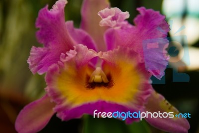 Clown Cattleya Orchid Stock Photo