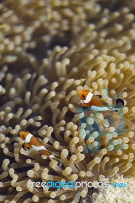 Clownfish Stock Photo