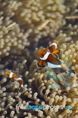 Clownfish Stock Photo