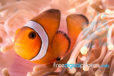 Clownfish With Sea Animone In Andaman South Of Thailand Stock Photo