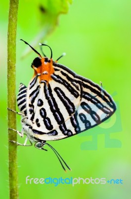 Club Silverline Or Spindasis Syama Terana Butterfly Stock Photo