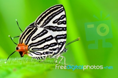 Club Silverline Or Spindasis Syama Terana Butterfly Resting On A… Stock Photo