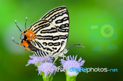 Club Silverline Or Spindasis Syama Terana, White Butterfly Eatin… Stock Photo