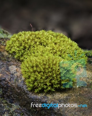 Clump Of Moss On Stone Stock Photo