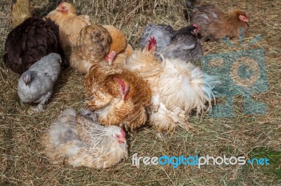 Cluster Of Chickens Stock Photo