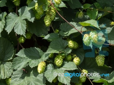 Cluster Of Hops Stock Photo