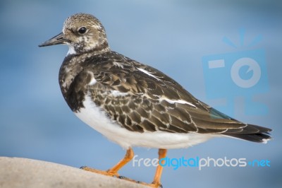 Coastal Ruddy Turnstone Bird Stock Photo