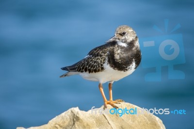 Coastal Ruddy Turnstone Bird Stock Photo