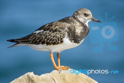 Coastal Ruddy Turnstone Bird Stock Photo