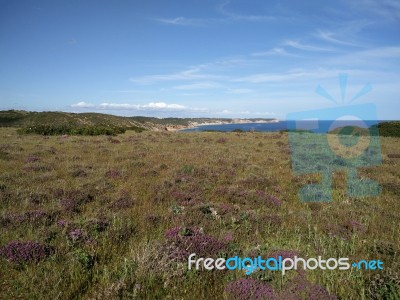 Coastal Vegetation Stock Photo