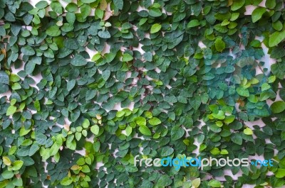 Coatbuttons Mexican Daisy Plant On White Cement Wall Stock Photo