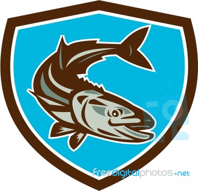 Cobia Fish Diving Down Shield Retro Stock Image