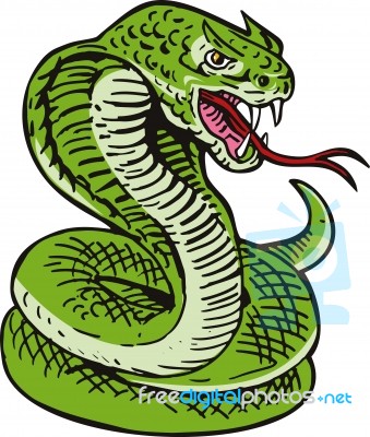 Cobra Viper Snake Stock Image