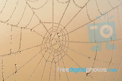 Cobweb Stock Photo