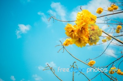 Cochlospermum Regium Stock Photo