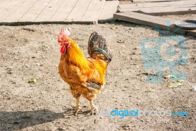 Cock In The Yard Stock Photo