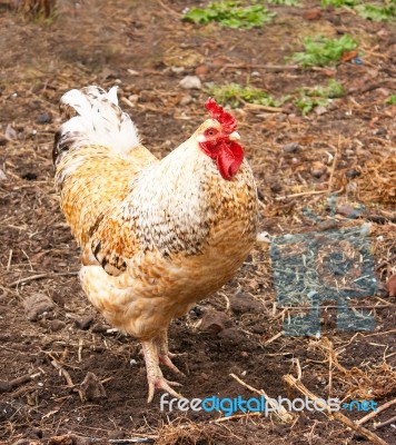 Cock On The Farm Stock Photo