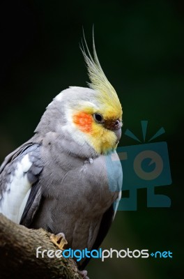 Cockatiel Stock Photo