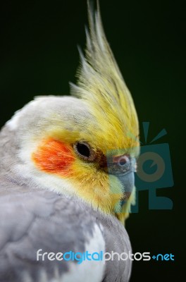 Cockatiel Stock Photo