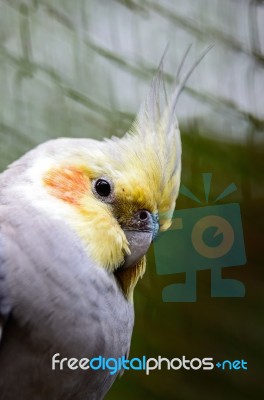 Cockatiel Stock Photo