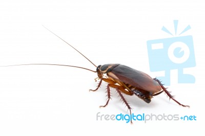 Cockroach Stock Photo