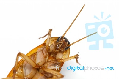 Cockroach Stock Photo