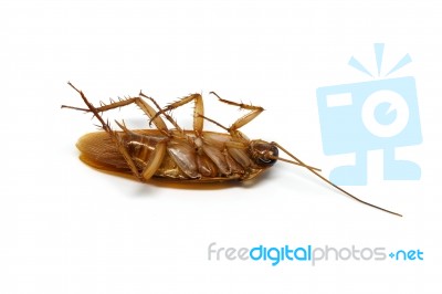 Cockroach On White Background Stock Photo