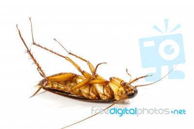 Cockroach Turn Face Up Stock Photo