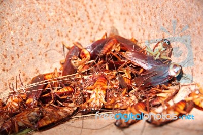 Cockroaches To Dead And Combination In Bin Stock Photo