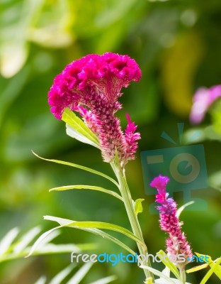 Cockscomb Flower Stock Photo