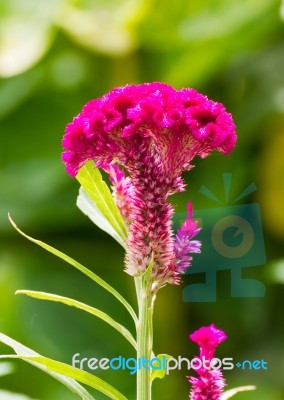 Cockscomb Flower Stock Photo